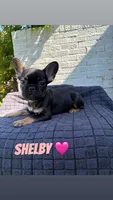 Shelby , a female French Bulldog for sale in Oklahoma City, OK – 1 of 3