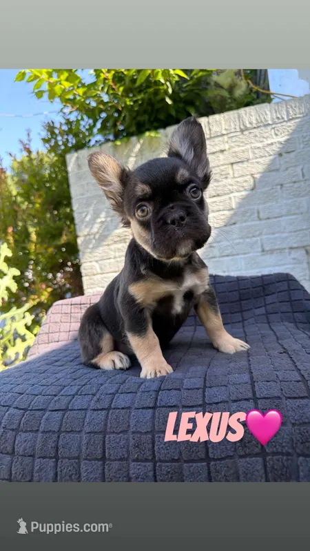 Lexus – French Bulldog puppy for sale in Oklahoma City, OK