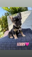 Lexus, a female French Bulldog for sale in Oklahoma City, OK – 1 of 7