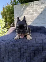 Lexus, a female French Bulldog for sale in Oklahoma City, OK – 7 of 7