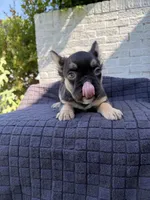 Lexus, a female French Bulldog for sale in Oklahoma City, OK – 6 of 7