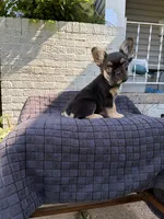 Lexus, a female French Bulldog for sale in Oklahoma City, OK – 4 of 7