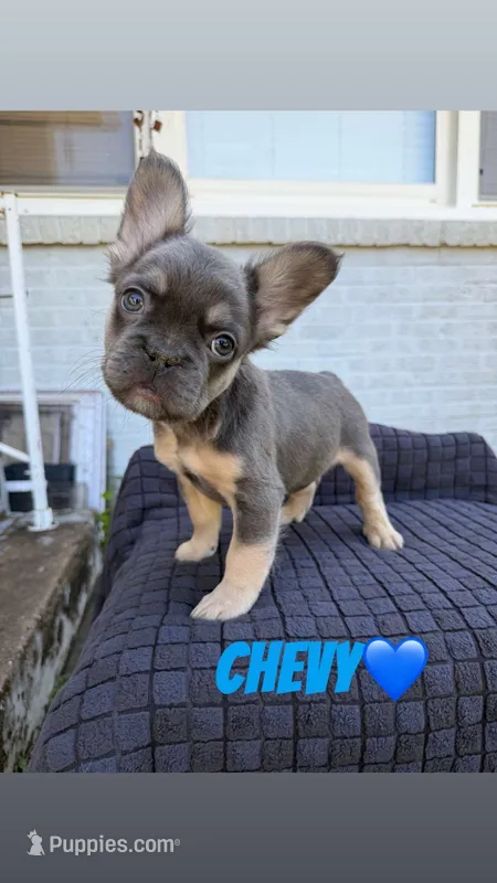 Chevy – French Bulldog puppy for sale in Oklahoma City, OK