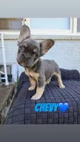 Chevy, a male French Bulldog for sale in Oklahoma City, OK – 1 of 6
