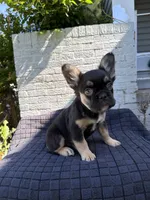 Lexus, a female French Bulldog for sale in Oklahoma City, OK – 3 of 7