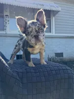 Mercedes , a female French Bulldog for sale in Oklahoma City, OK – 3 of 6