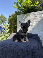 Lexus, a female French Bulldog for sale in Oklahoma City, OK – 5 of 7