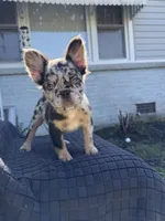 Mercedes , a female French Bulldog for sale in Oklahoma City, OK – 2 of 6