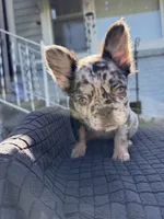 Mercedes , a female French Bulldog for sale in Oklahoma City, OK – 5 of 6