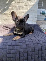 Shelby , a female French Bulldog for sale in Oklahoma City, OK – 3 of 3