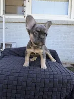 Chevy, a male French Bulldog for sale in Oklahoma City, OK – 6 of 6