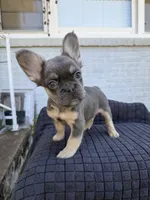 Chevy, a male French Bulldog for sale in Oklahoma City, OK – 2 of 6
