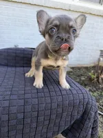 Chevy, a male French Bulldog for sale in Oklahoma City, OK – 3 of 6
