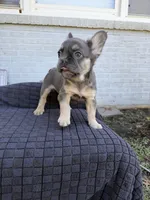 Chevy, a male French Bulldog for sale in Oklahoma City, OK – 5 of 6