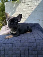 Shelby , a female French Bulldog for sale in Oklahoma City, OK – 2 of 3