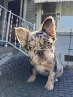 Mercedes , a female French Bulldog for sale in Oklahoma City, OK – 4 of 6