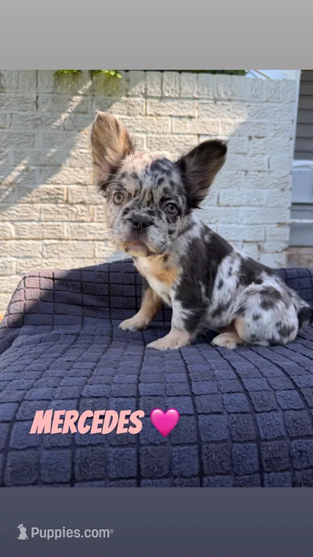 Mercedes  – French Bulldog puppy for sale in Oklahoma City, OK