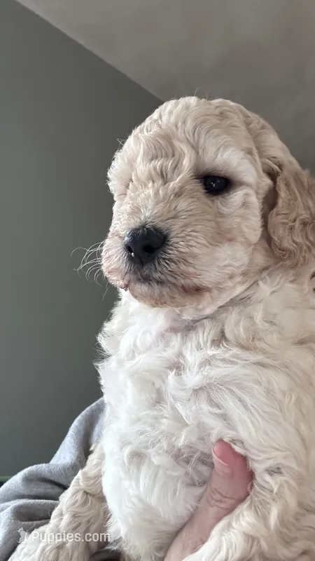 Bear – Miniature Goldendoodle puppy for sale in Attleboro Falls, MA
