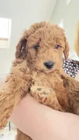 Brownie, a female Miniature Goldendoodle for sale in Attleboro Falls, MA – Photo 1 of 3