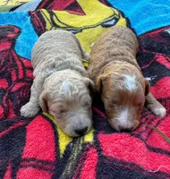 Mini Goldendoodle, a  Miniature Goldendoodle for sale in Attleboro Falls, MA – Photo 1 of 4