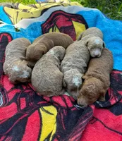 Mini Goldendoodle, a  Miniature Goldendoodle for sale in Attleboro Falls, MA – Photo 4 of 4