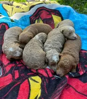 Mini Goldendoodle, a  Miniature Goldendoodle for sale in Attleboro Falls, MA – Photo 3 of 4