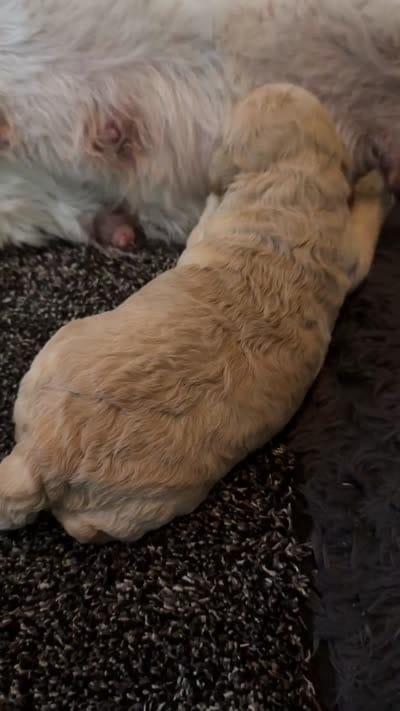 Bear, a male Miniature Goldendoodle for sale in Attleboro Falls, MA – 3 of 3