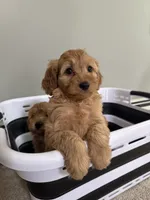 Amber, a female Cavapoo for sale in Attleboro Falls, MA – 2 of 5