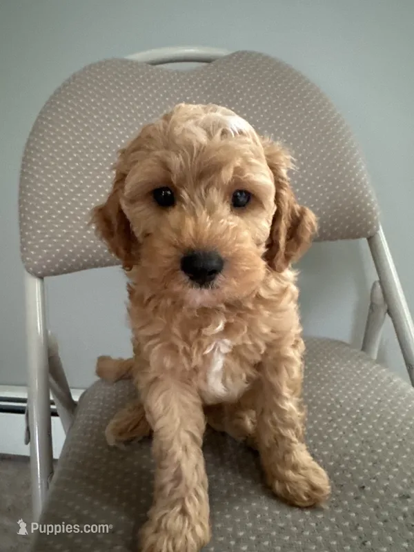 Apple  – Cavapoo, Poodle - Miniature  puppy for sale in Attleboro Falls, MA