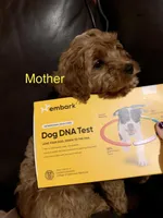 Apple , a male Cavapoo and Poodle - Miniature  for sale in Attleboro Falls, MA – 3 of 4