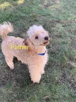 Apple , a male Cavapoo and Poodle - Miniature  for sale in Attleboro Falls, MA – 4 of 4