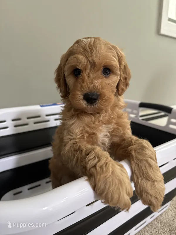 Apple  – Cavapoo, Poodle - Miniature  puppy for sale in Attleboro Falls, MA