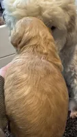 Tiger, a male Miniature Goldendoodle for sale in Attleboro Falls, MA – 2 of 3