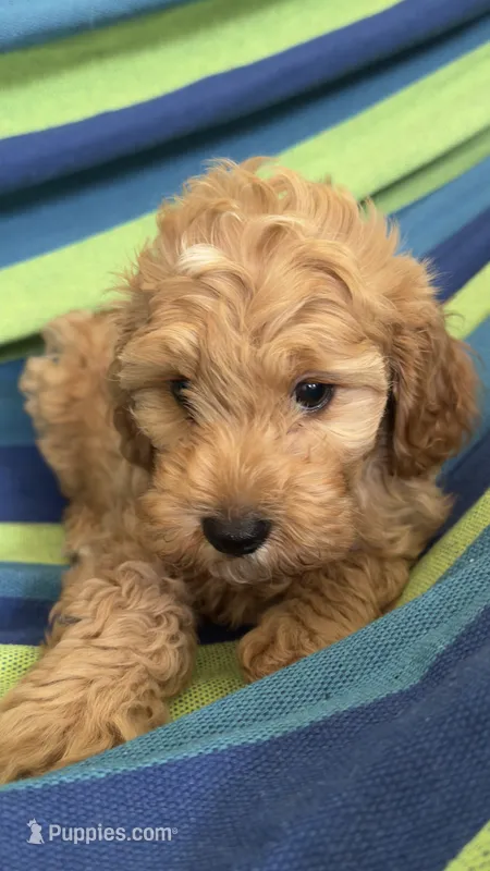 Apple  – Cavapoo, Poodle - Miniature  puppy for sale in Attleboro Falls, MA