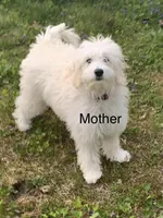 Bear, a male Miniature Goldendoodle for sale in Attleboro Falls, MA – Photo 6 of 6