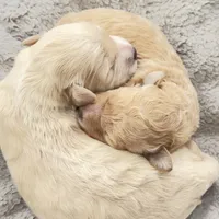 Little Boy, a male Miniature Goldendoodle for sale in Attleboro Falls, MA – Photo 4 of 5