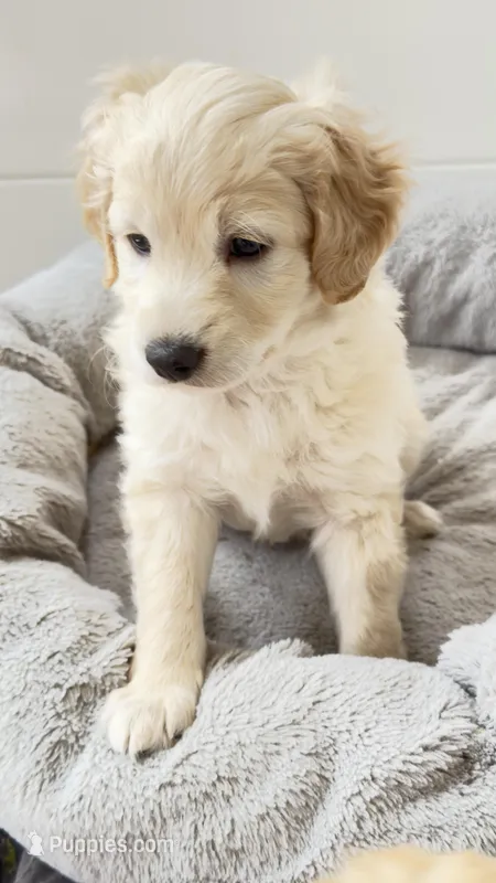 Bear – Miniature Goldendoodle puppy for sale in Attleboro Falls, MA