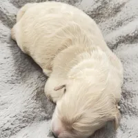 Little Boy, a male Miniature Goldendoodle for sale in Attleboro Falls, MA – Photo 1 of 5