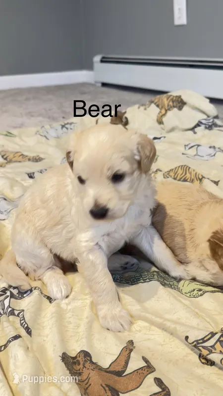 Bear – Miniature Goldendoodle puppy for sale in Attleboro Falls, MA