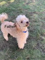 Bear, a male Miniature Goldendoodle for sale in Attleboro Falls, MA – Photo 5 of 6