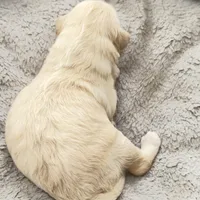 Little Boy, a male Miniature Goldendoodle for sale in Attleboro Falls, MA – Photo 3 of 5