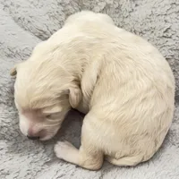 Little Boy, a male Miniature Goldendoodle for sale in Attleboro Falls, MA – Photo 2 of 5