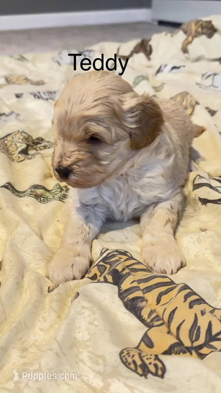 Teddy – Miniature Goldendoodle puppy for sale in Attleboro Falls, MA