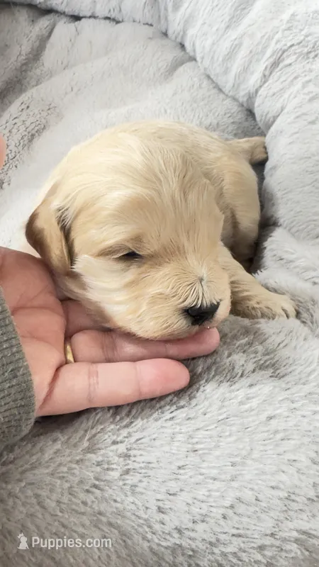Teddy – Miniature Goldendoodle puppy for sale in Attleboro Falls, MA