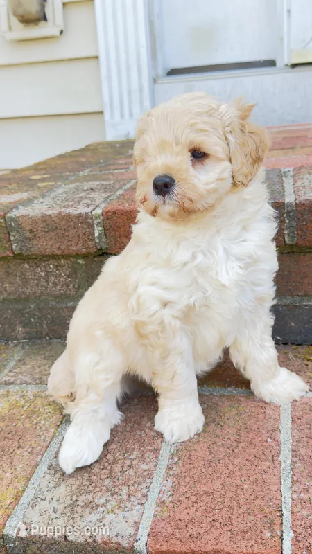 Teddy – Miniature Goldendoodle puppy for sale in Attleboro Falls, MA