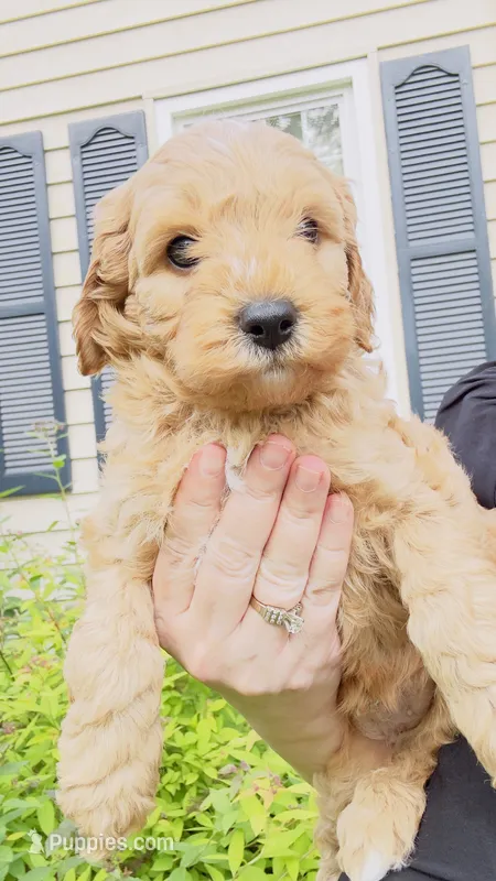 Apple – Cavapoo, Poodle - Miniature  puppy for sale in Attleboro Falls, MA