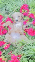 Apple , a male Cavapoo and Poodle - Miniature  for sale in Attleboro Falls, MA – 2 of 4