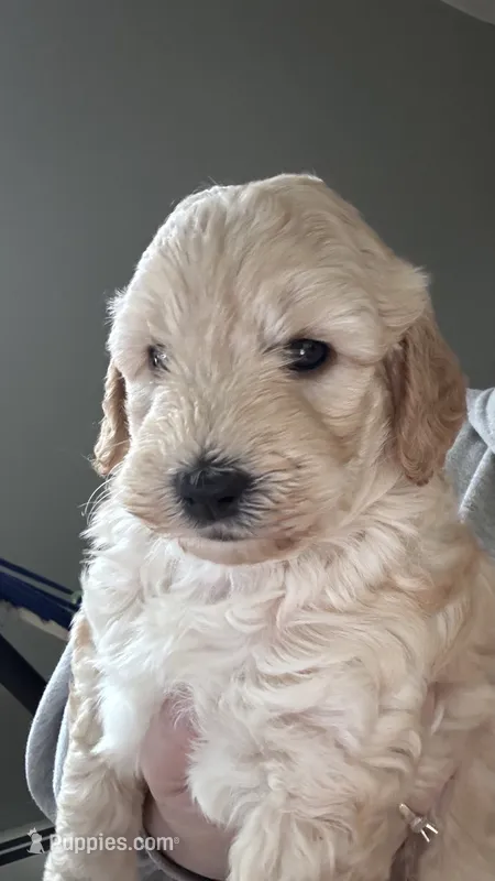 Tiger – Miniature Goldendoodle puppy for sale in Attleboro Falls, MA
