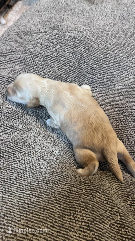 Simba – Miniature Goldendoodle puppy for sale in Attleboro Falls, MA