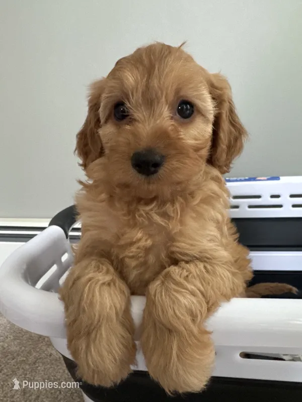 Amber – Cavapoo puppy for sale in Attleboro Falls, MA
